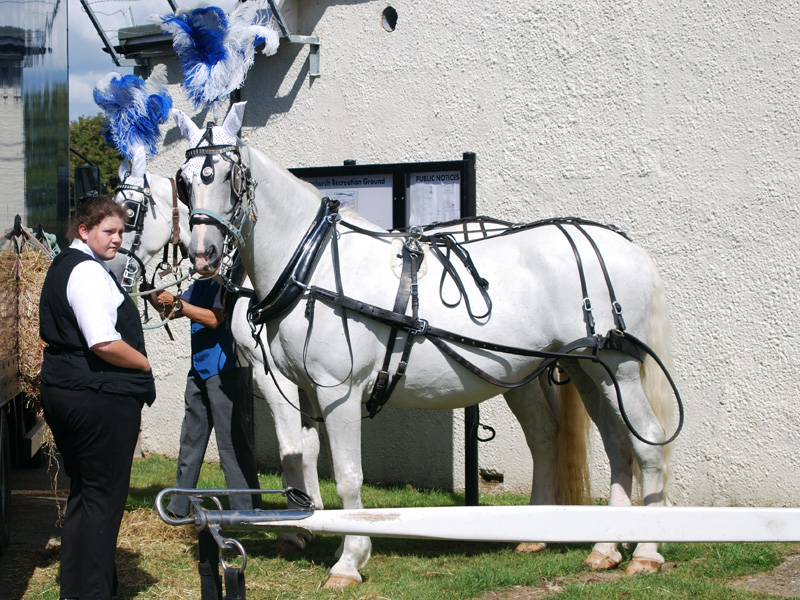  A fine white horse at Syn 2012
