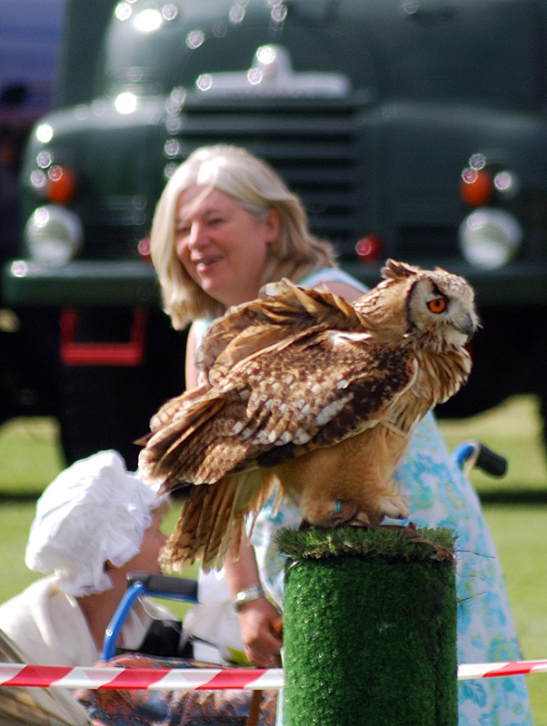 Eyes like a hawk: Syn 2012