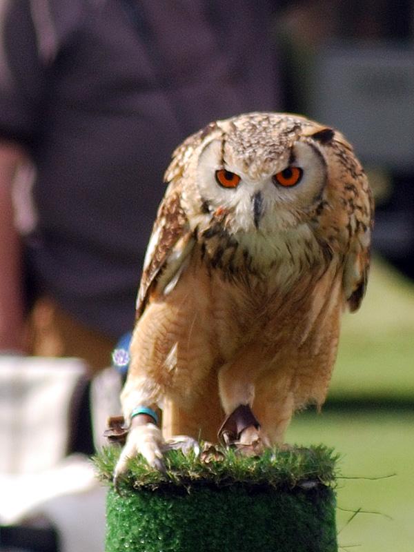 Piercing stare: Syn 2012